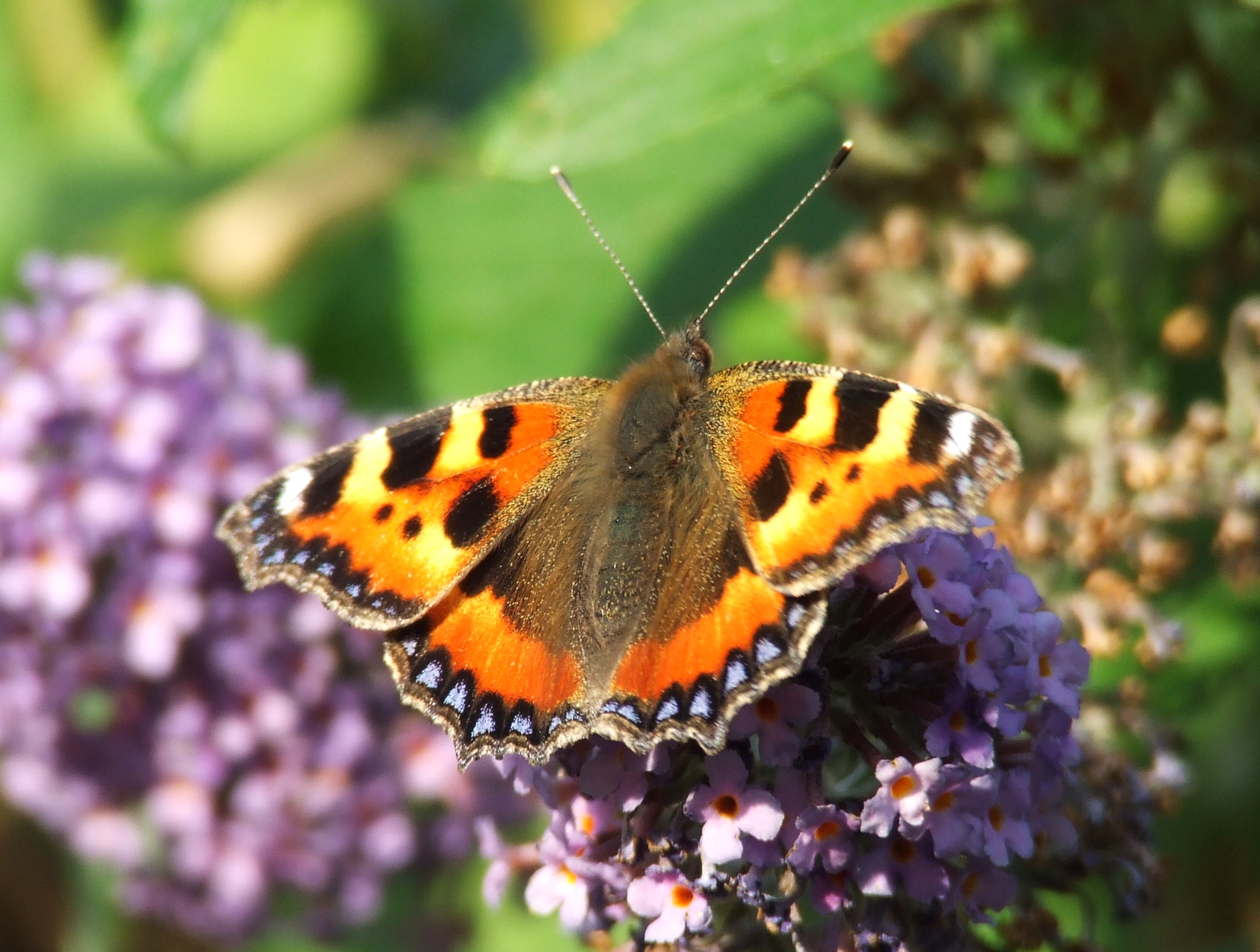 TORTOISESHELL BUTTERFLY Bill Bagley Photography